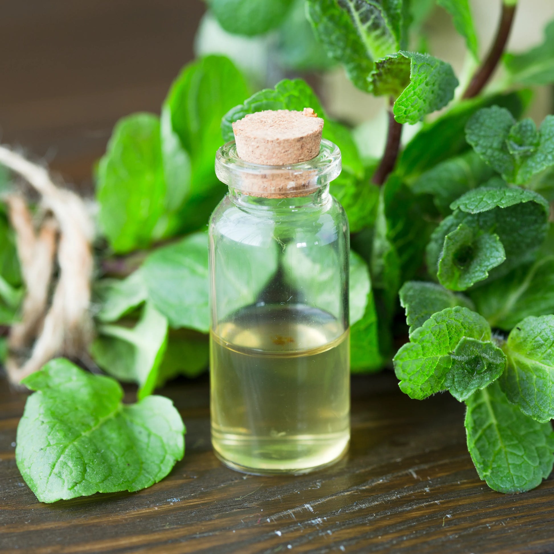 Peppermint_Mentha_Arvensis_Oil_2